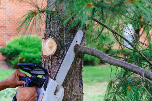 Best Tree Pruning Services  in Van Alstyne, TX